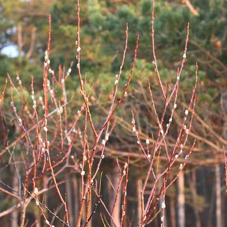 Forest Lejlighed
